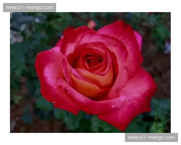 玫瑰与郁金香的巅峰博弈：中国女排vs荷兰，这场热血博弈你读懂了吗？